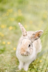 Foto #29 van Domaine de l’Oiselière