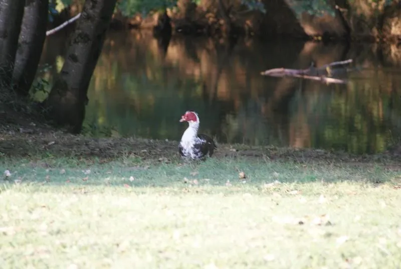 Le Bois du Coderc - image n°35 - UniversalBooking