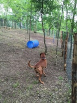 Foto #14 van Camping Siena Colleverde