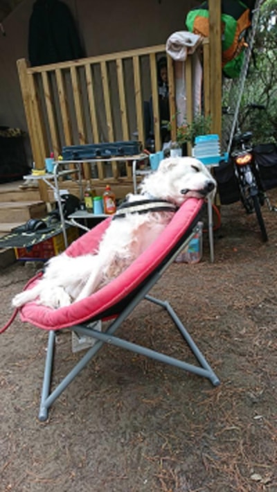 Mini Lodge Tent - DogFriendly — 7
