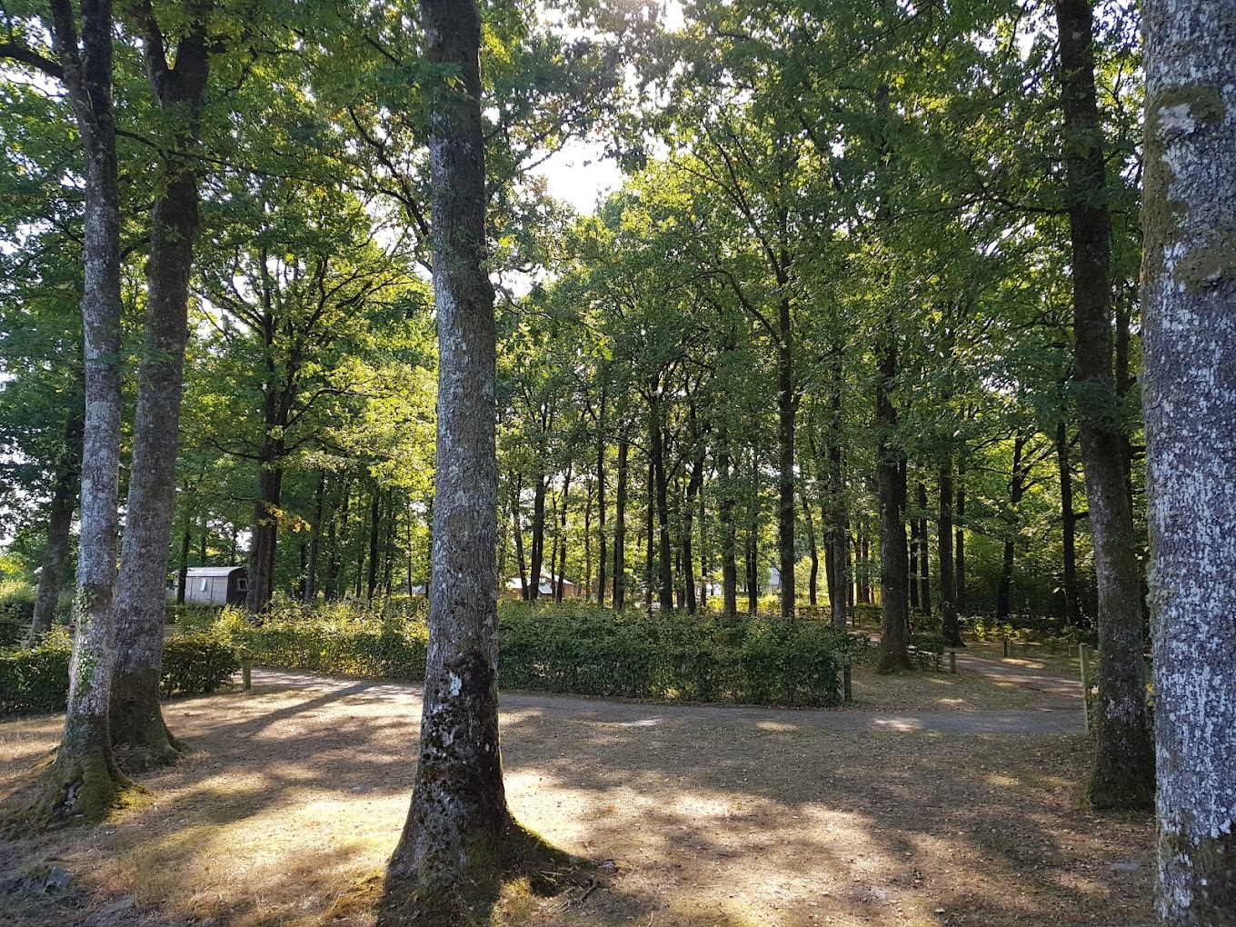 Camping Seasonova La Forêt — Photo 7