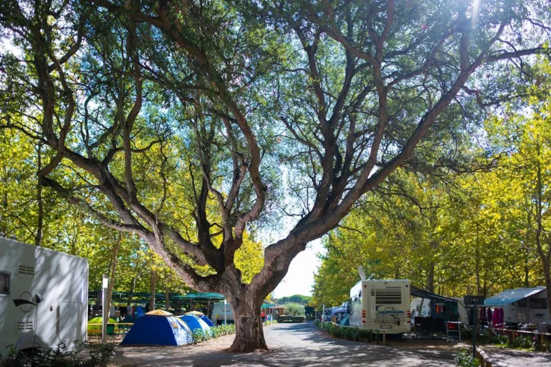 Emplacement Platinum Plus 10 Amp -Max 7.5 M.