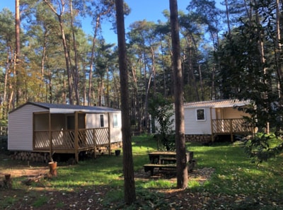 Roodborstje — 2