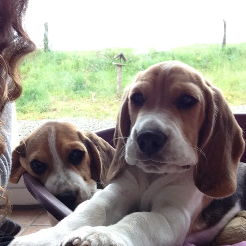 Emplacement Xxl 300M² + Enclos Pour Chien