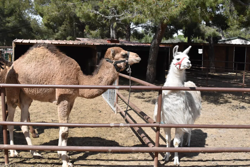 Camping MARINA PLAGE