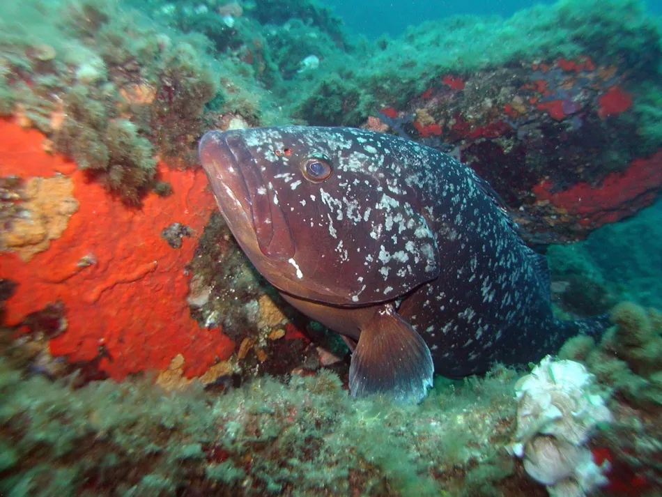 Camping LA PRESQU'ILE DE GIENS