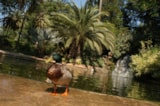 Foto #69 van Camping LA PRESQU’ILE DE GIENS