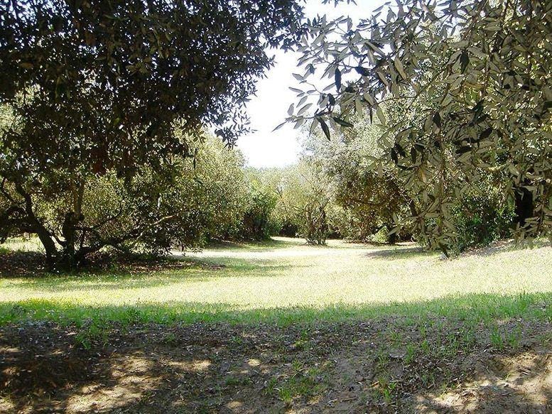 Camping Internazionale di Castelfusano photo 5