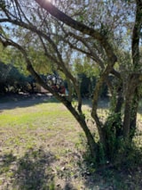 Foto #8 van Camping Internazionale Castelfusano