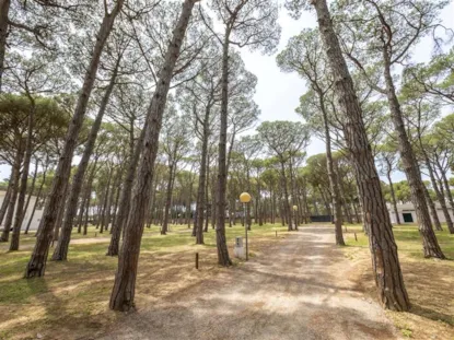 Pinewood Camper Pitch