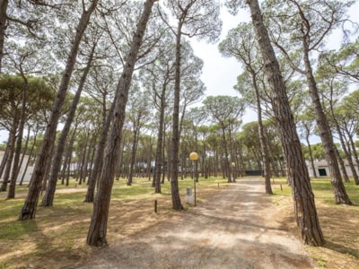 Pinewood Camper Pitch (35-50 m2) — 1