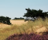 Foto #49 van RCN Vakantiepark de Roggeberg