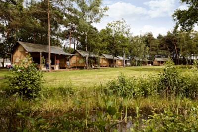 Safari tent Moose