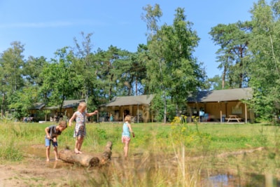 Safari tent Moose