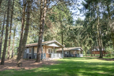Forest lodge