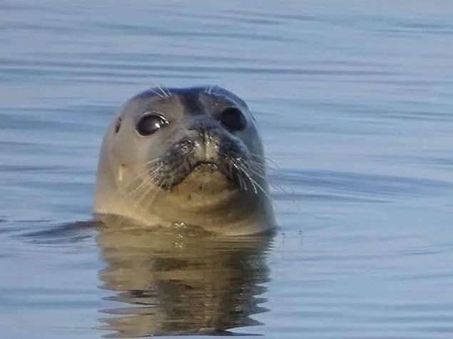 Camping La Baie des Veys - image n°15 - UniversalBooking