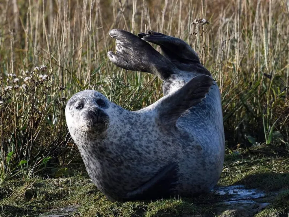 Camping La Baie des Veys - image n°16 - UniversalBooking