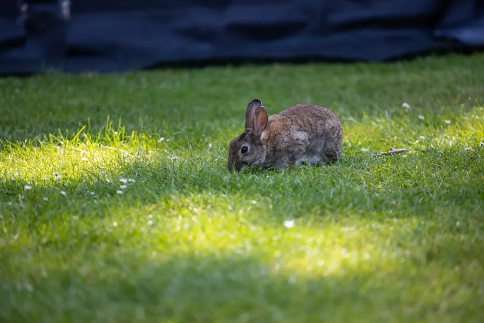 RCN Vakantiepark de Jagerstee