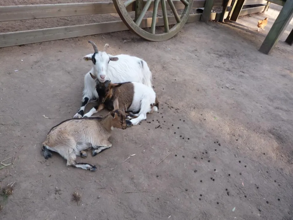 Camping Eden Villages Le Domaine de Bréhadour
