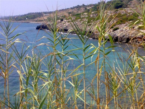 Camping Village Ionian Club - Puglia - Immagine n°4 Camping Village Ionian Club - Puglia - Immagine n°4