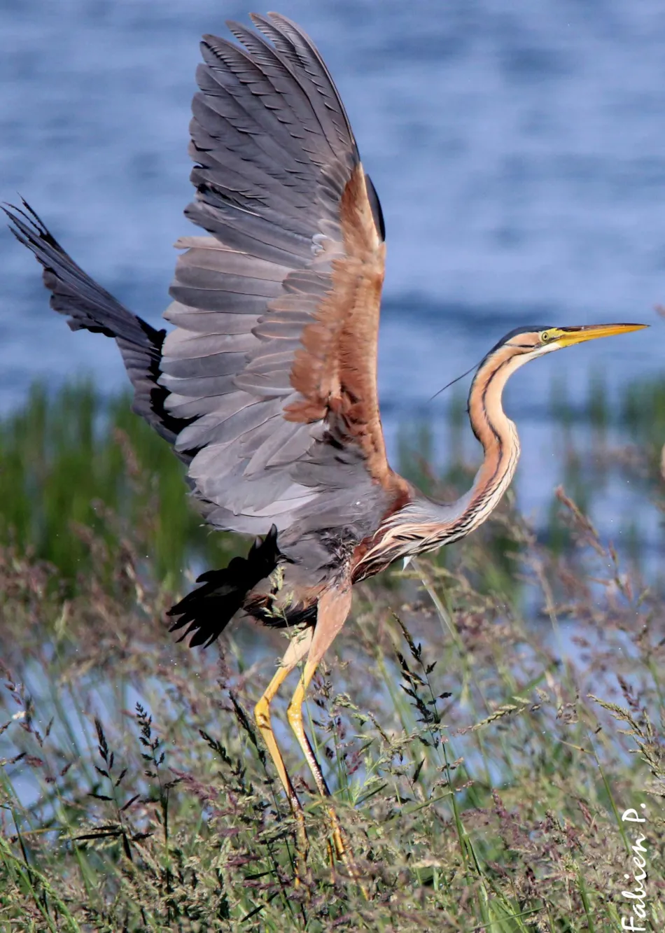 Camping La Presqu'île de Champaubert
