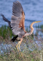 Camping La Presqu'île de Champaubert
