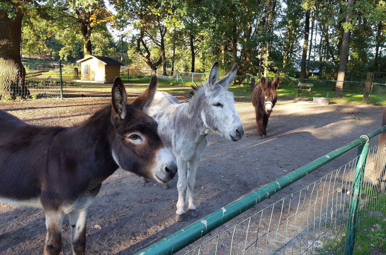 Camping Domein de Schuur