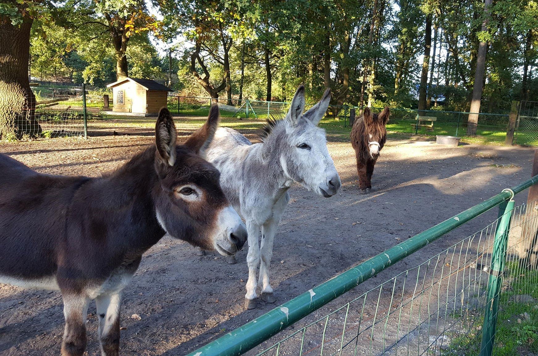 Camping Domein de Schuur — Photo 6