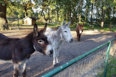 Camping Domein de Schuur
