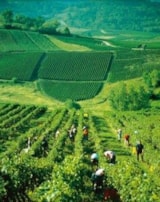 Foto #28 van Flower Camping Les 3 Ours