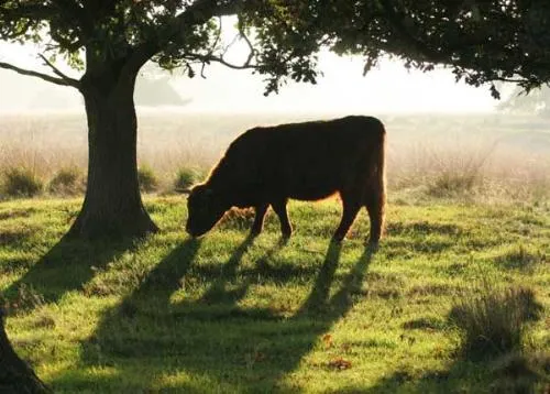 Camping Midden Drenthe - image n°27 - UniversalBooking