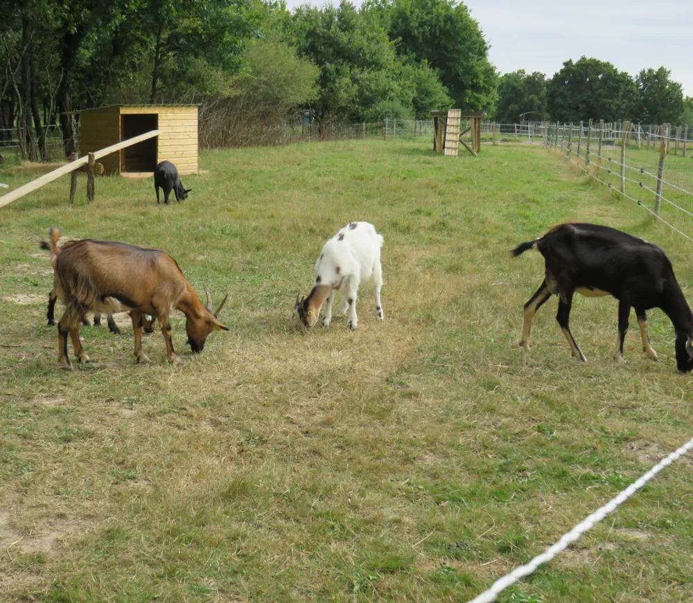 Camping Les P'tites Maisons dans la Prairie