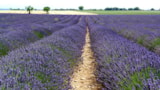 Foto #31 van Camping Naturiste Messidor