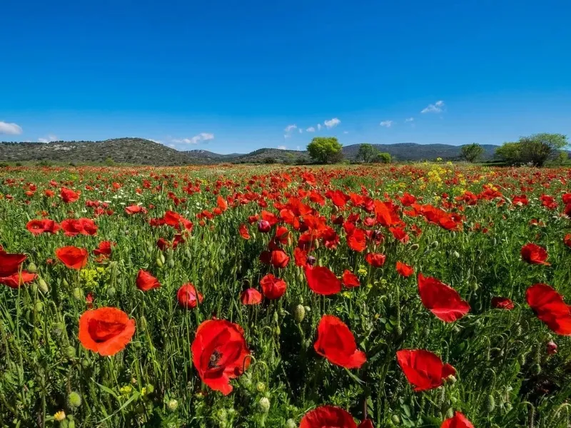 Camping Le Luberon 