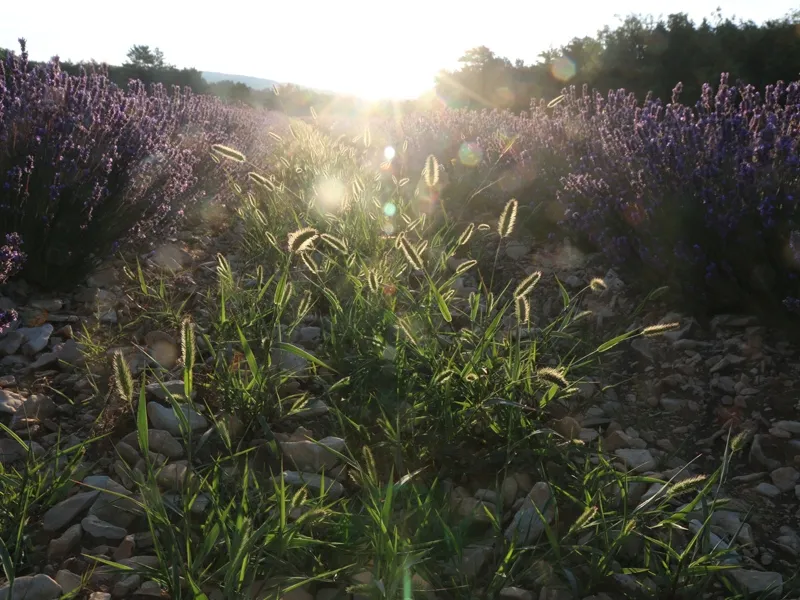 Camping Le Luberon 