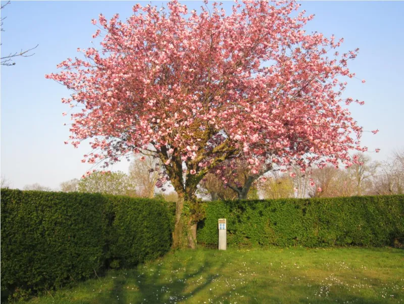 Emplacement Avec Véhicule - 100M² - Sans Électricité