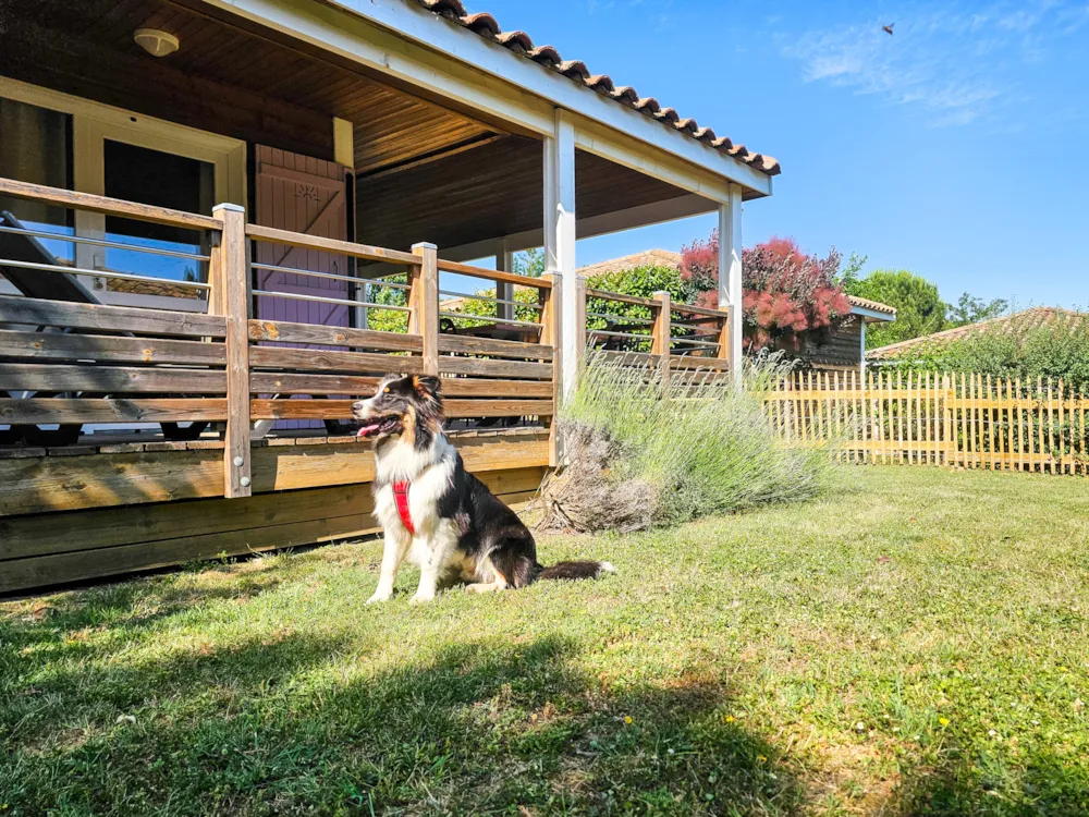 Mietunterkunft - Chalet - 2 Zimmer - 1 Badzimmer - Micocoulier Premium Hund - image n°2 - Castel Domaine de Sévenier & Spa