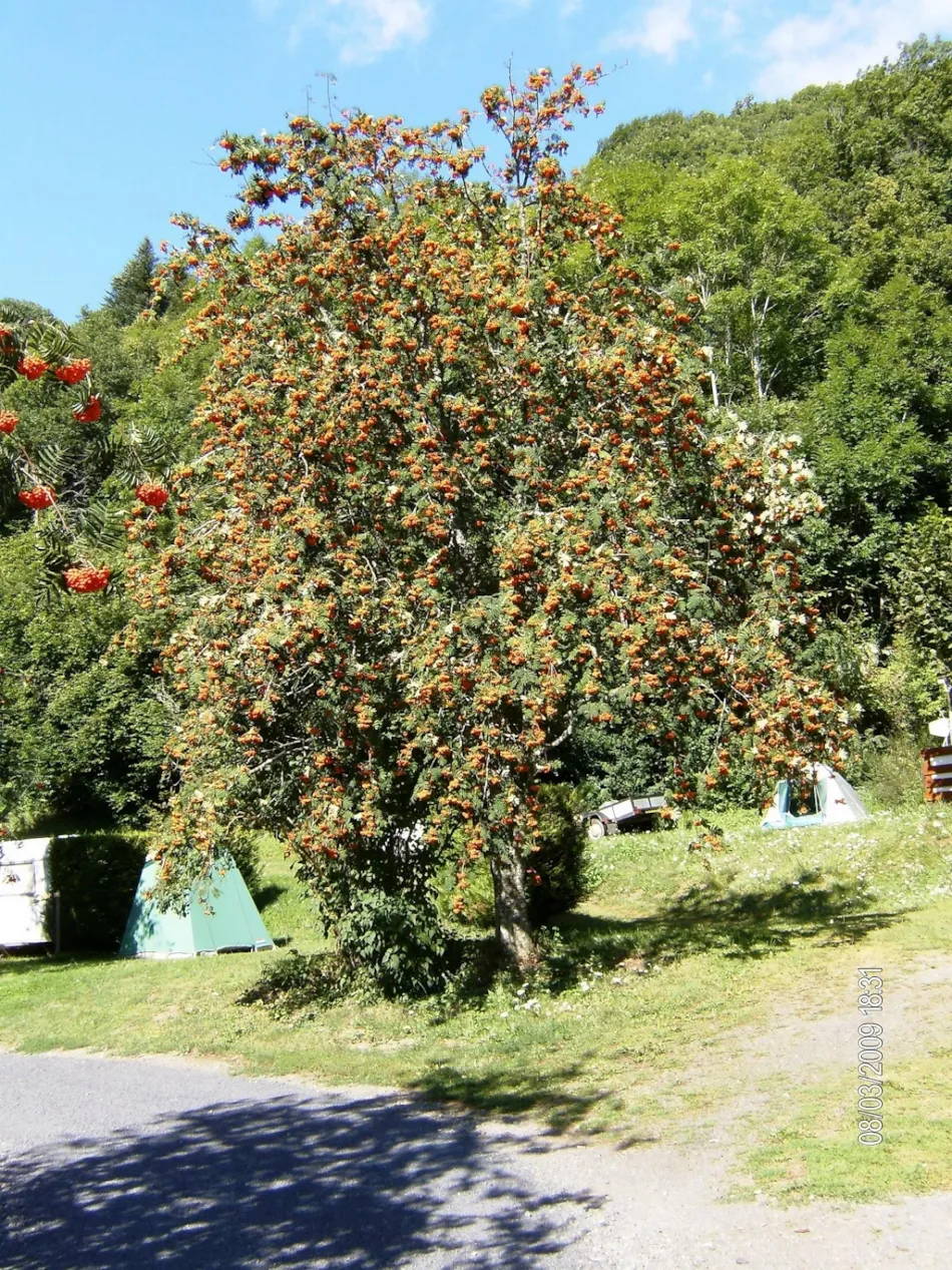 Camping L'Ombrage