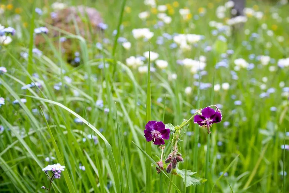 Flower Camping Le Belvédère