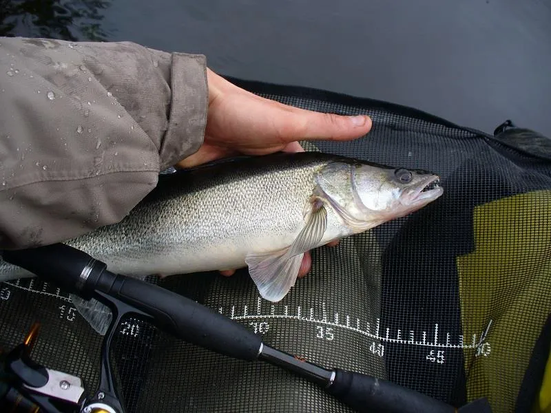 Flower Camping Le Belvédère - Auvergne - Cantal
