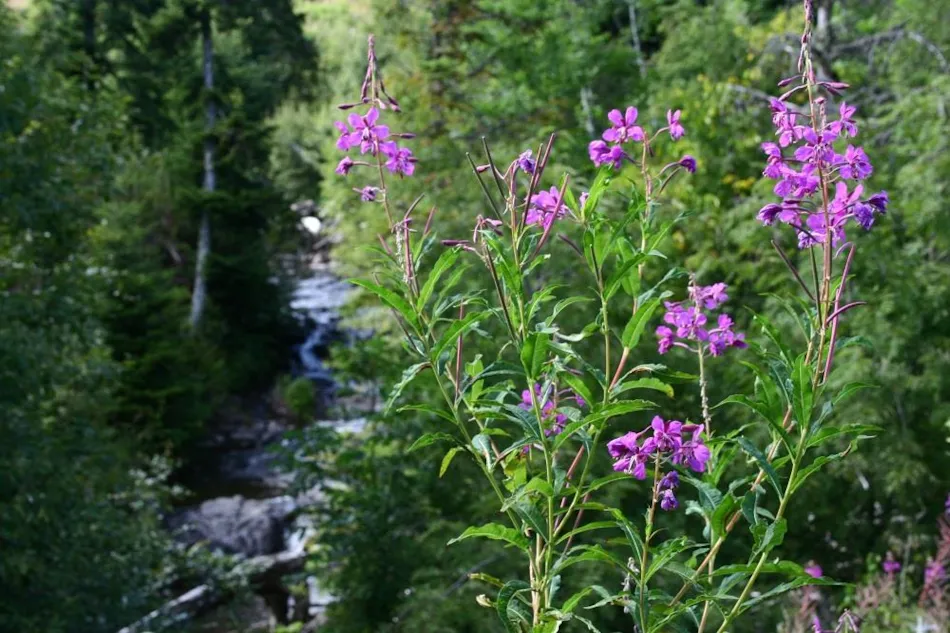 Flower Camping Le Belvédère - Auvergne - Cantal