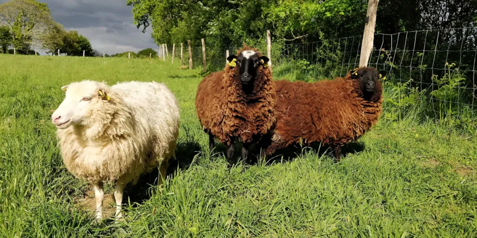 Camping Les Peupliers