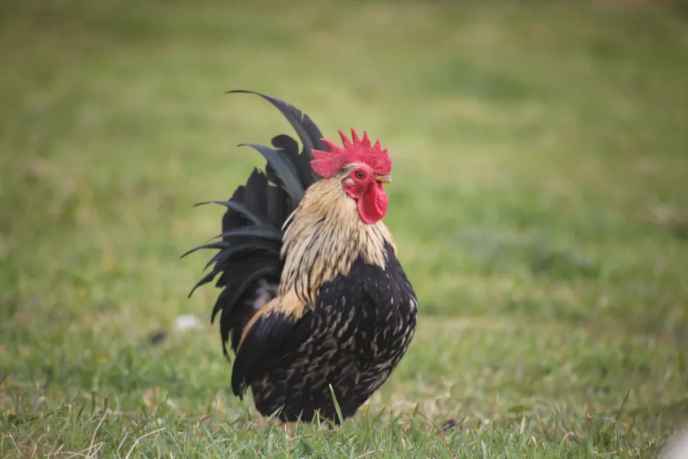 Camping Les Peupliers - image n°27 - UniversalBooking