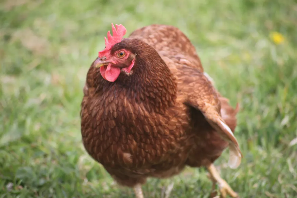 Camping Les Peupliers - image n°28 - UniversalBooking