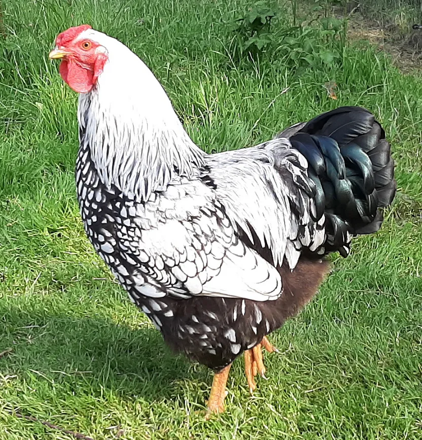 Camping Les Peupliers