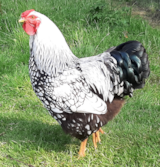 Foto #29 van Camping Les Peupliers