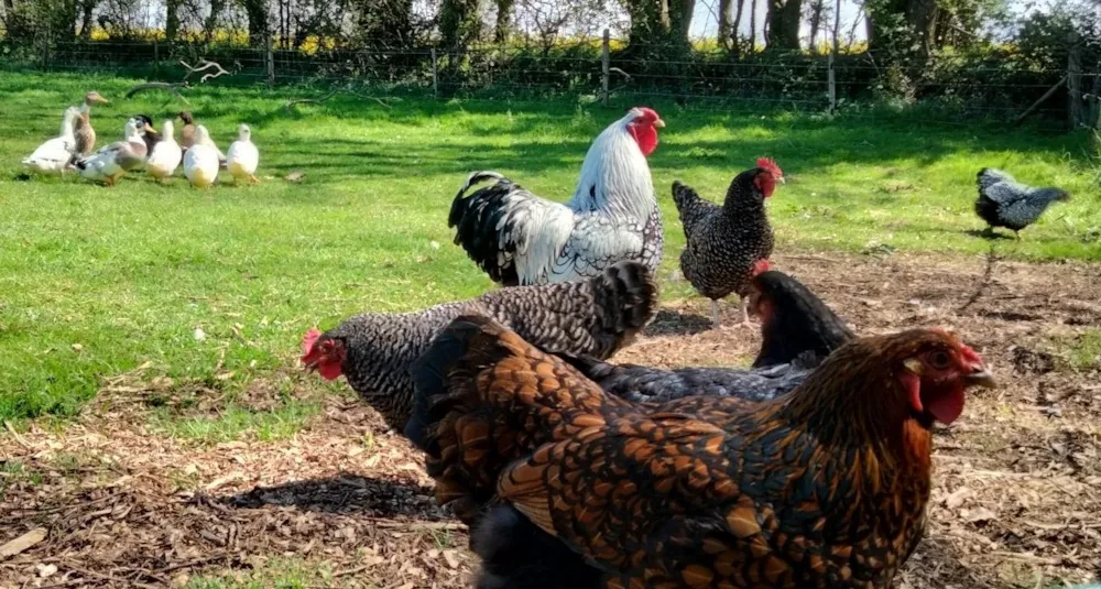 Camping Les Peupliers - image n°30 - UniversalBooking