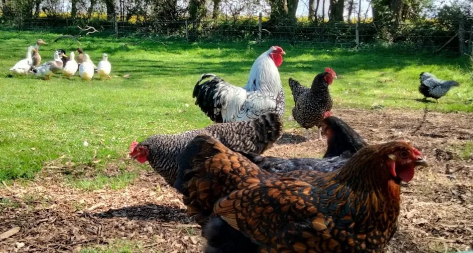 Camping Les Peupliers