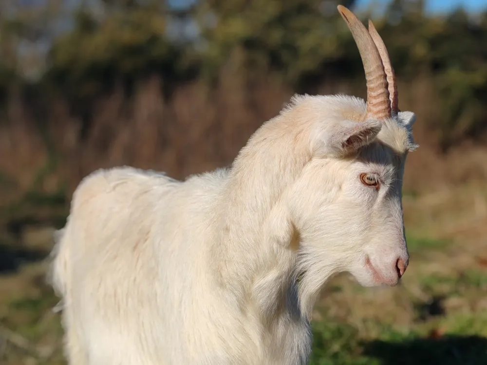 Camping Les Peupliers - image n°44 - UniversalBooking