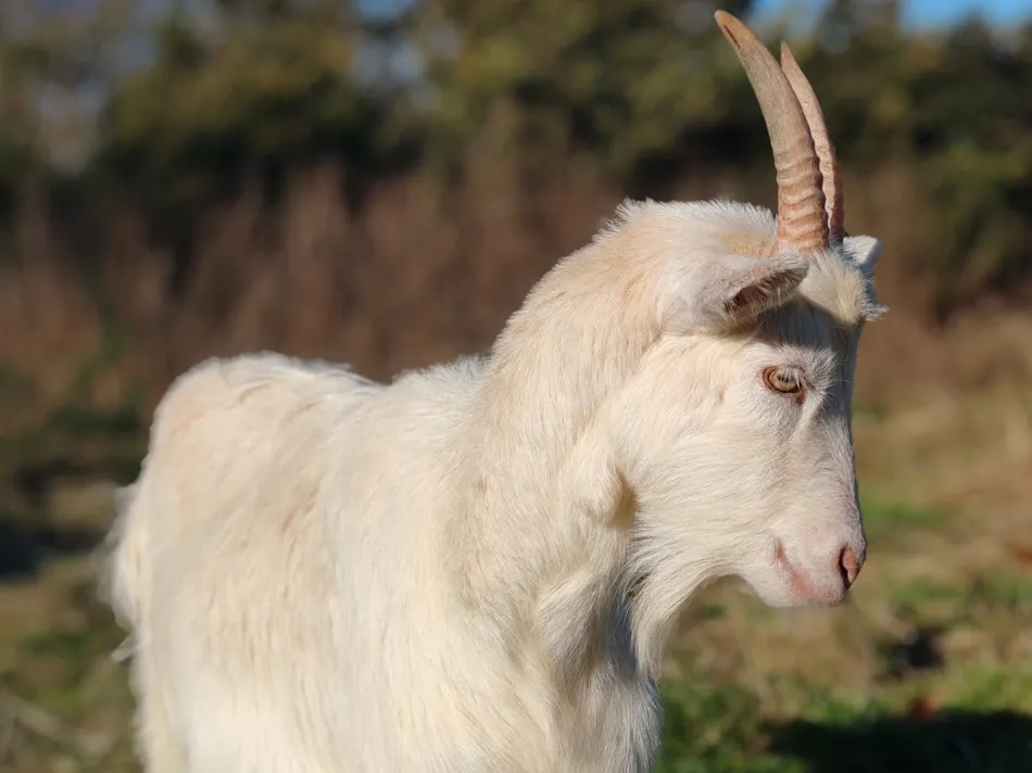 Camping Les Peupliers